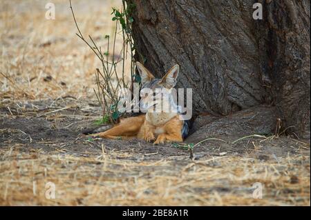 Femmina nera-backed Jackal custodendo il suo den Foto Stock