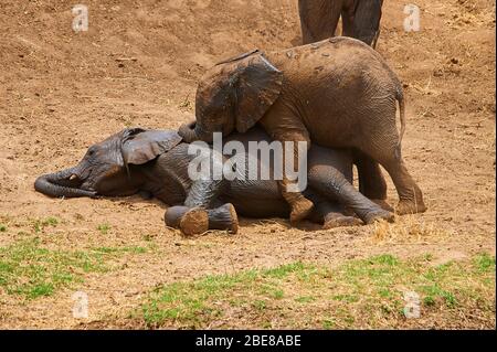 Giovane vitello elefante, ingannando in un gioco divertente Foto Stock