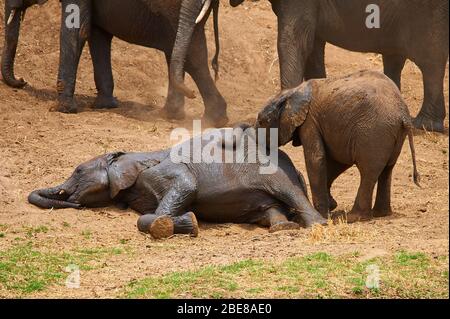 Giovane vitello elefante, ingannando in un gioco divertente Foto Stock