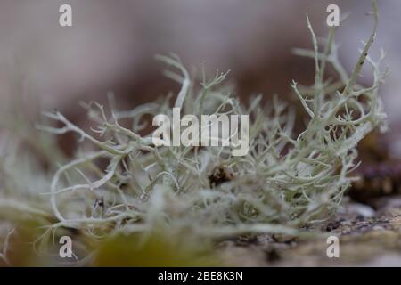 Usnea sono comunemente chiamati la barba dell'uomo anziano, o lichen della barba. Foto macro in montagne carpazi in Ucraina Carpazi. Trasparente sostenibile Foto Stock