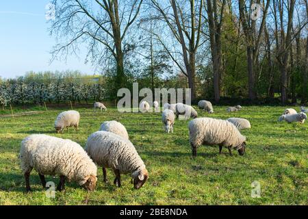 Gregge di pecore pascola pacificamente nel prato in primavera Foto Stock