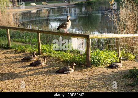 Una famiglia di oche egiziane (Alopochen aegyptiaca) riposante vicino ad uno stagno in una giornata estiva Foto Stock