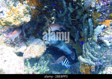 Pesce pufferfish (Tetraodontidae) nascosto dai predatori tra il corallo accanto a un grosso scoiattetto (Olocentridae). Foto Stock
