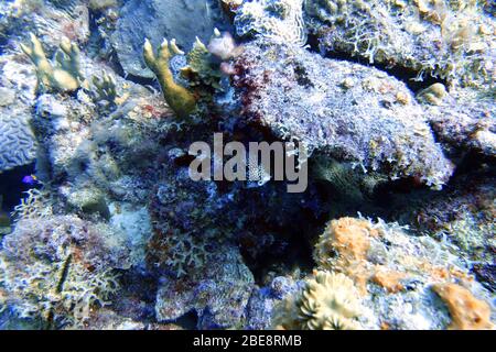 Una foto subacquea di un triqueter Lactophrys anche conosciuto come il trunkfish liscio, è una specie di pesci boxe trovato su e vicino barriere coralline nel Mar dei Caraibi Foto Stock