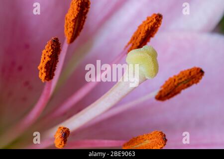 Primo piano di un giglio rosa (latino Lilium candidum) con una chiara visione della tassonomia del fiore come lo stigma, lo stile, gli stami, il filamento e il tepal Foto Stock