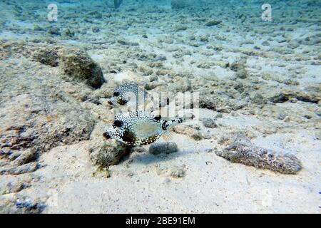 Una foto subacquea di un triqueter Lactophrys anche conosciuto come il trunkfish liscio, è una specie di pesci boxe trovato su e vicino barriere coralline nel Mar dei Caraibi Foto Stock