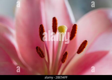 Primo piano di un giglio rosa (latino Lilium candidum) con una chiara visione della tassonomia del fiore come lo stigma, lo stile, gli stami, il filamento e il tepal Foto Stock