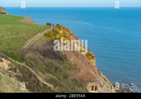 Vista primaverile delle scogliere sul mare lungo il percorso della strada Cleveland Way tra Robin Hood's Bay e Whitby Foto Stock