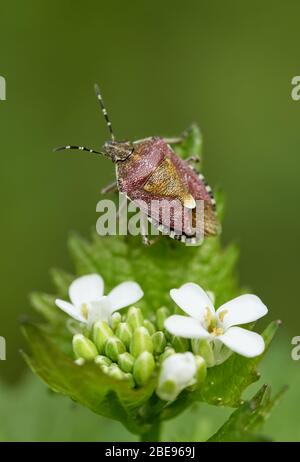 Bug di sloe (Dolycoris baccarum) su una pianta verde con petali bianchi. È una specie di insetti dello scudo della famiglia Pentatomidae Foto Stock