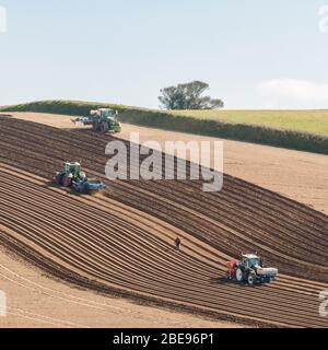 Piantare patate su fattoria. Squadra di 4 trattori di cui 3 visibili - aratura, piantagione, fresatura di file. Per l'industria della patata britannica, l'agricoltura britannica. Foto Stock