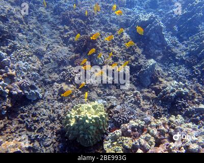 Un pesce giallo Tang che nuotano tra le barriere coralline delle Hawaii. Foto Stock