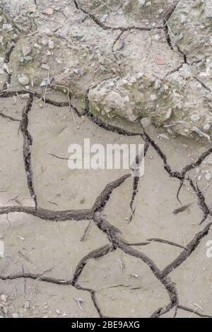 Crepe profonde nel terreno agricolo fangoso che asciuga. Per crepe politiche, scarsità di acqua, crepe di ritiro di suolo, perdita di acqua, ingegneria di suolo, Siccità nel Regno Unito. Foto Stock
