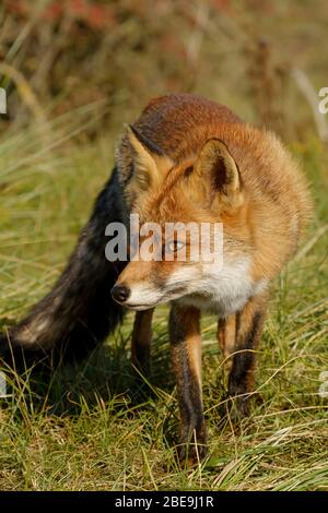 Una magnifica volpe Rossa selvaggia, a caccia di cibo da mangiare nell'erba lunga Foto Stock