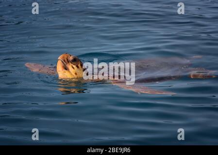 Tartaruga marina colorata caretta caretta nuoto nel mare azzurro a Zante, Grecia. Sfondo fresco blu, selvaggio carino animale marino subacqueo. Foto Stock