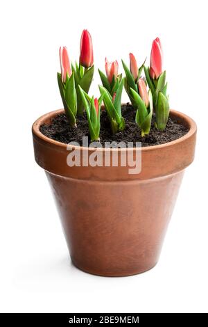 Tulipani rosa nani in vaso da fiori isolati su bianco Foto Stock