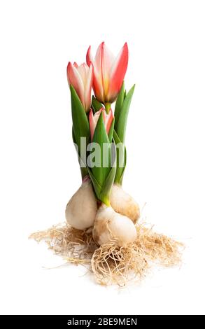 Gruppo di tulipani rosa nani con fiori e radici isolate su bianco Foto Stock