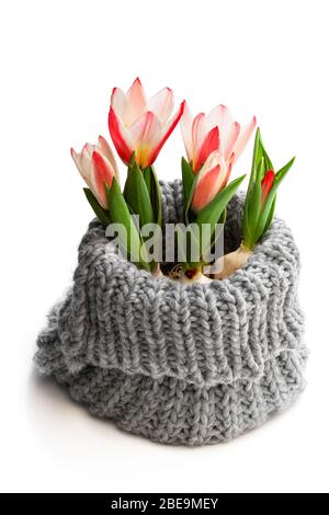 Tulipani rosa nani in pentola decorata piccola kinting isolato su bianco Foto Stock