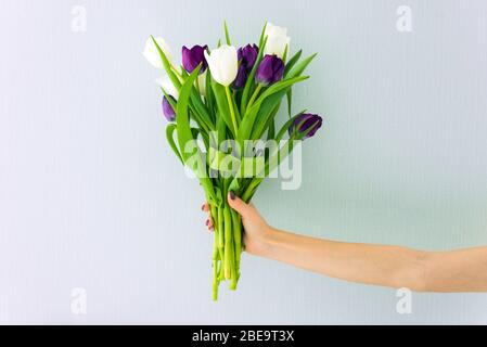 Un bouquet di tulipani su sfondo blu. Qualcuno sta tenendo i fiori bei. Foto Stock