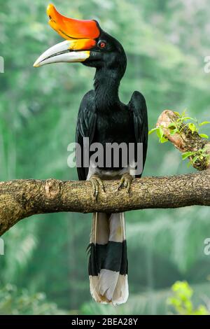 Rinoceronte Hornbill (bucheros rinoceronte), Malaysia peninsulare. Foto Stock