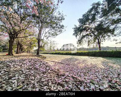 Bella natura Fotografia Fiori primavera. Splendida strada panoramica sotto l'ombra rosa dei fiori. Fioritura mozzafiato dei ciliegi in primavera. Ciliegio Foto Stock
