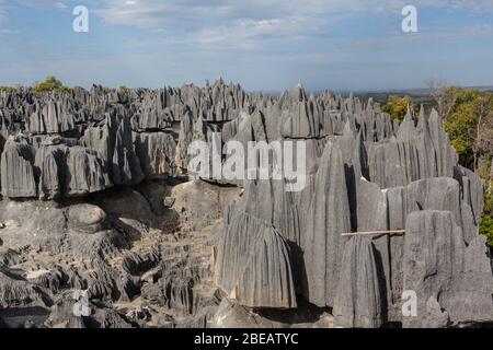 Pietra foresta panorama rocce calcaree affilate della riserva naturale di tsingy de bemaraha Foto Stock