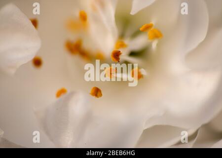Grappoli di fiori bianchi sul prunus avium albero in primavera Foto Stock