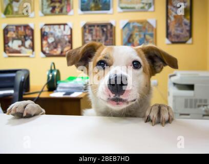 Cane al banco di un negozio di souvenir Foto Stock