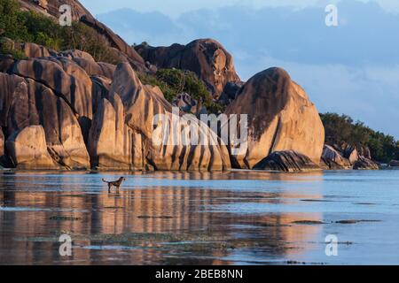 Cane sulla fonte d'argent massi di granito spiaggia bassa marea acqua Oceano Indiano colorato tramonto vista Foto Stock