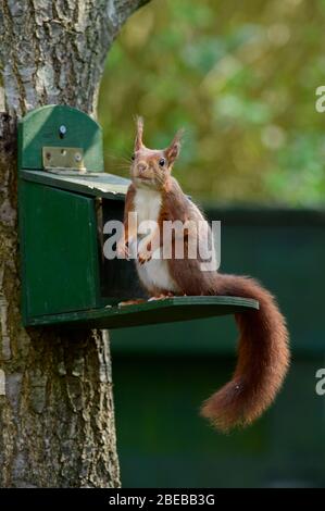 Red squirrel in a funny curious pose on a feeder with squirrel food Foto Stock
