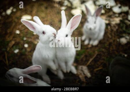 Due conigli bianchi che baciano sulla strada.due conigli bianchi che baciano sulla strada. Foto Stock