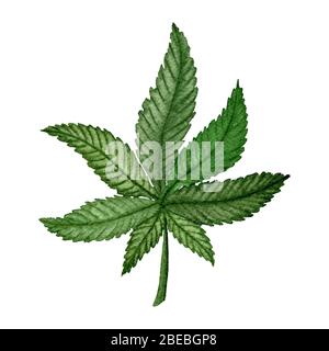 acquerello cannabis foglia verde isolato su sfondo bianco, dipinto a mano acquerello illustrazione di pianta marijuana Foto Stock