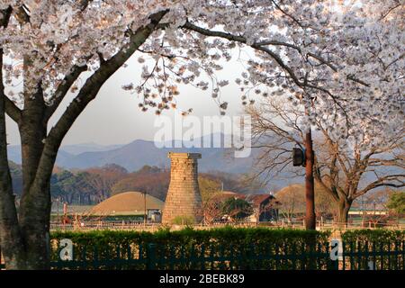 Bellissimo scenario di fiori di ciliegia con l'Osservatorio Cheomseongdae a Gyeongju, Corea : 02 Aprile 2020 Foto Stock