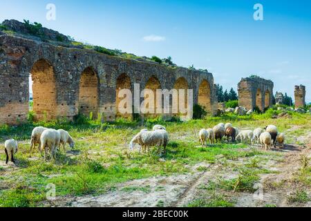 Acquedotto romano e un gregge di pecore. Foto Stock