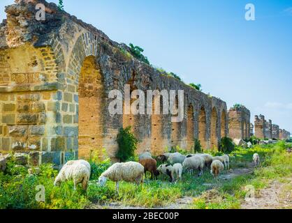 Acquedotto romano e un gregge di pecore. Foto Stock