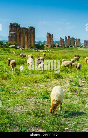 Acquedotto romano e un gregge di pecore. Foto Stock