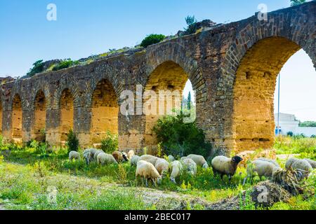 Acquedotto romano e un gregge di pecore. Foto Stock