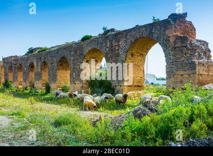 Acquedotto romano e un gregge di pecore. Foto Stock