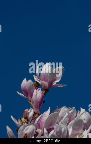 Fiori di magnolia rosa contro il cielo blu con spazio per la copia. Foto Stock