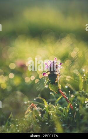 Purpurpureo di Lamium, ortica viola all'alba di mattina presto con rugiada sull'erba Foto Stock