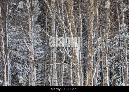 Betulla, specie non identificate, n inverno lungo la Burgeo Highway, Route 480, a Terranova, Canada Foto Stock