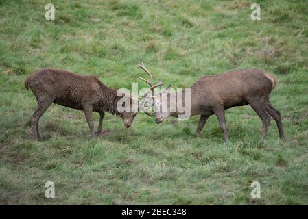 Cervi da Studley Park Foto Stock