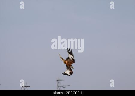 Red Kite immersione in un giardino per mangiare in una giornata di terme calde in un'area costruita. Magari da un barbecue a snatch alcune salsicce, hamburger, maiale o pollo. Foto Stock