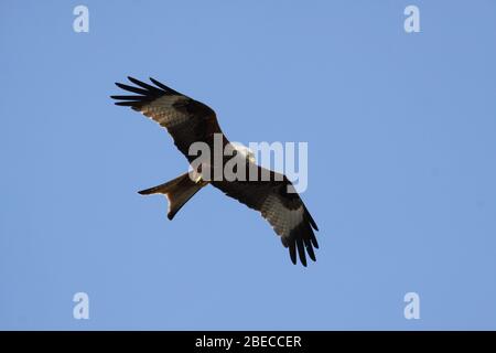 Red Kite immersione in un giardino per mangiare in una giornata di terme calde in un'area costruita. Magari da un barbecue a snatch alcune salsicce, hamburger, maiale o pollo. Foto Stock