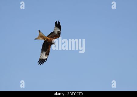 Red Kite immersione in un giardino per mangiare in una giornata di terme calde in un'area costruita. Magari da un barbecue a snatch alcune salsicce, hamburger, maiale o pollo. Foto Stock