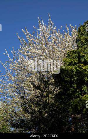 Alberi di ciliegio selvatico in piena fioritura bianca salire sopra alberi più piccoli contro un cielo blu. prunus avium. Foto Stock