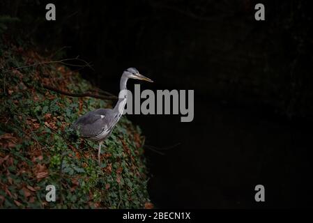 Un grande Erone Blu (Ardea herodias) stocchi preda da una riva oscura del fiume. Foto Stock