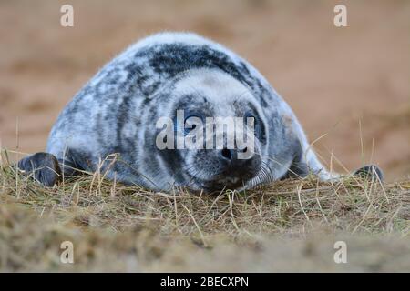 Sigilli di Donna Nook, UK Linkolnshire Foto Stock