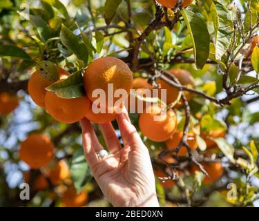 Primo piano di una mano raccolta arance su un albero a Valencia, Spagna Foto Stock