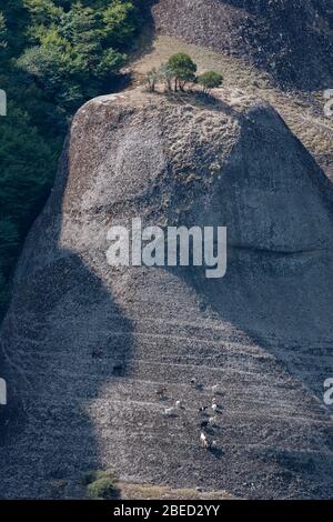 Meteora, la famosa formazione rocciosa nella Grecia centrale, le capre camminano sulle rocce, i Balcani, la Grecia Foto Stock