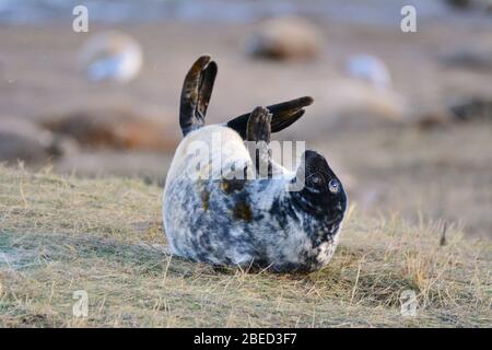 Sigilli di Donna Nook, UK Linkolnshire Foto Stock